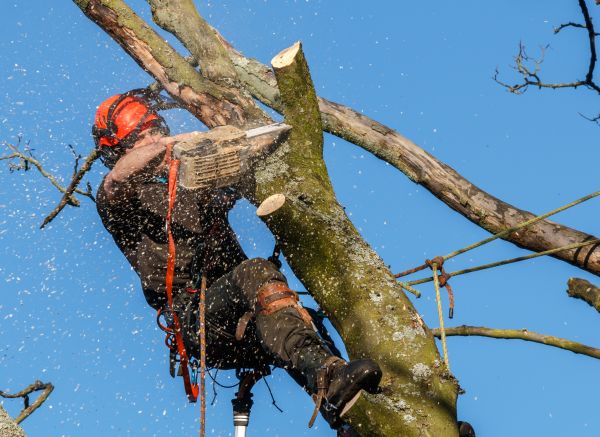 Tree Trimming Service in Englewood