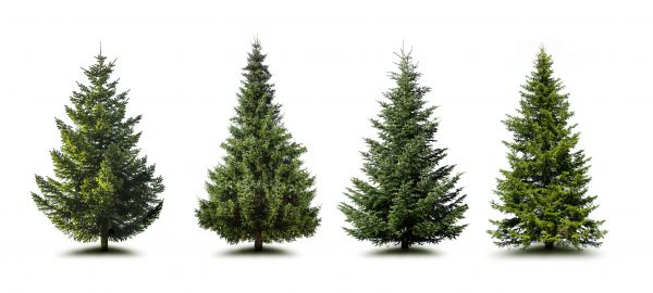 Cost of Pine Tree Trimming in Englewood