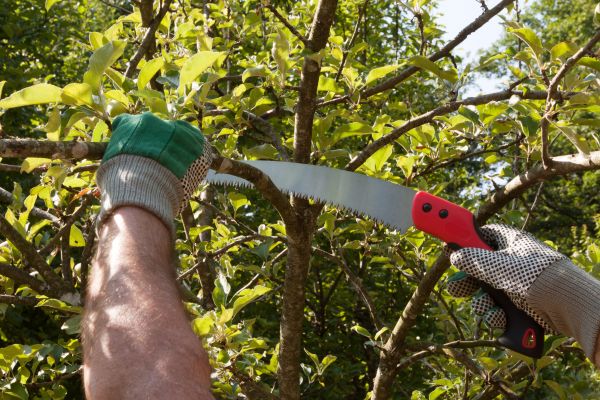 Apple Tree Trimming in Englewood